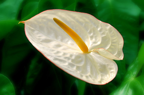anthurium.jpg